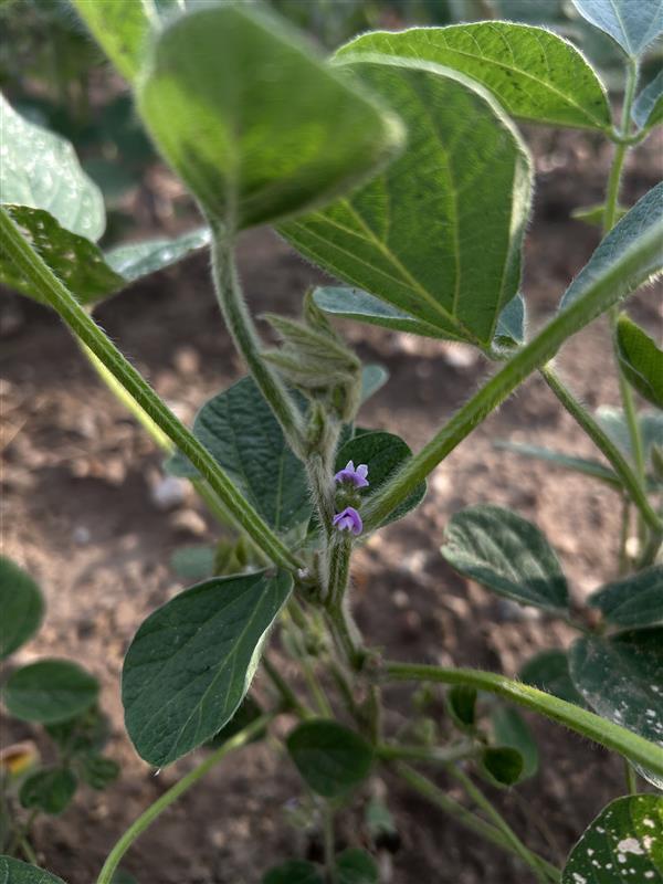 25 soybean R2 Angie Gradiz.jpeg